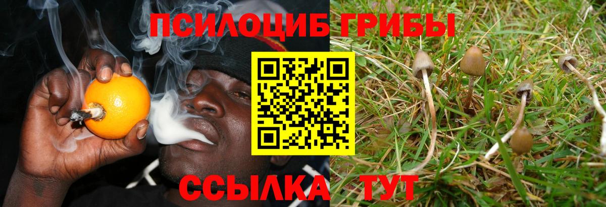 Малоярославец  Псилоцибиновые грибы Cubensis  Вход с VPN 